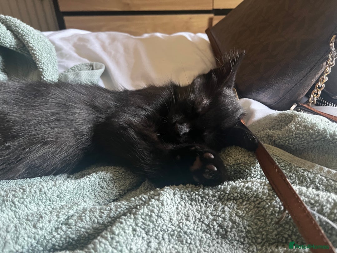 British Shorthair cats for sale: 10 week old kitten needs rehoming  - Image 2