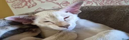 Oriental cats for sale: GCCF registered - Advert 2