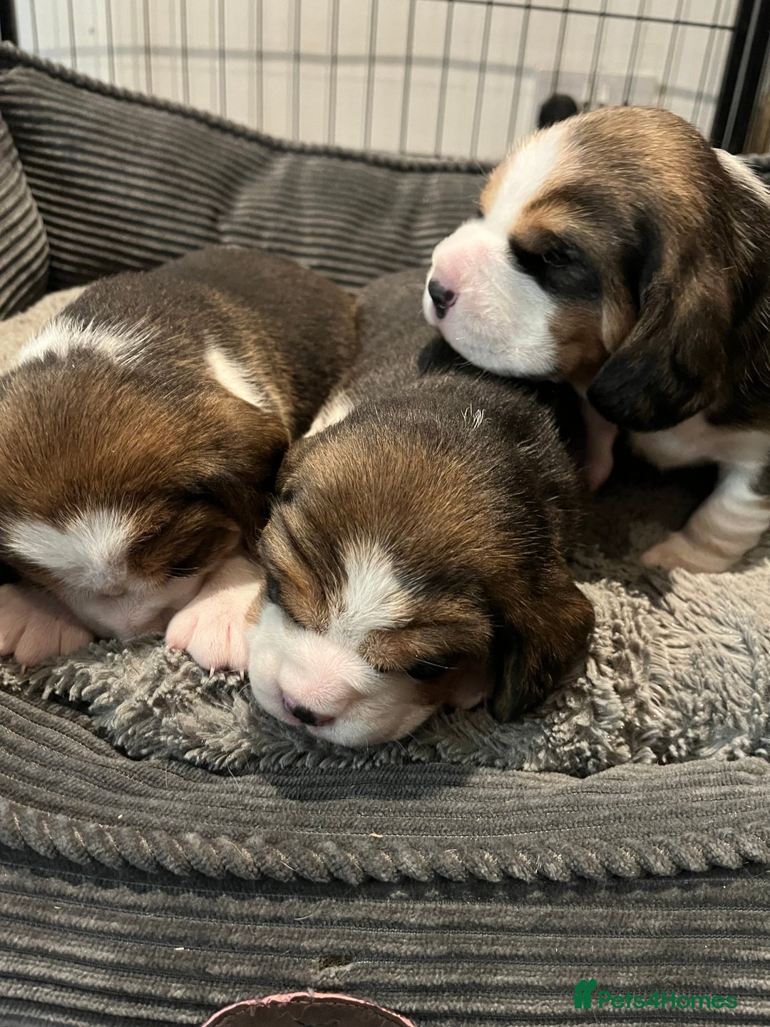 Beagle dogs for sale: Champion Bred Puppies (KC Reg) - Advert 8