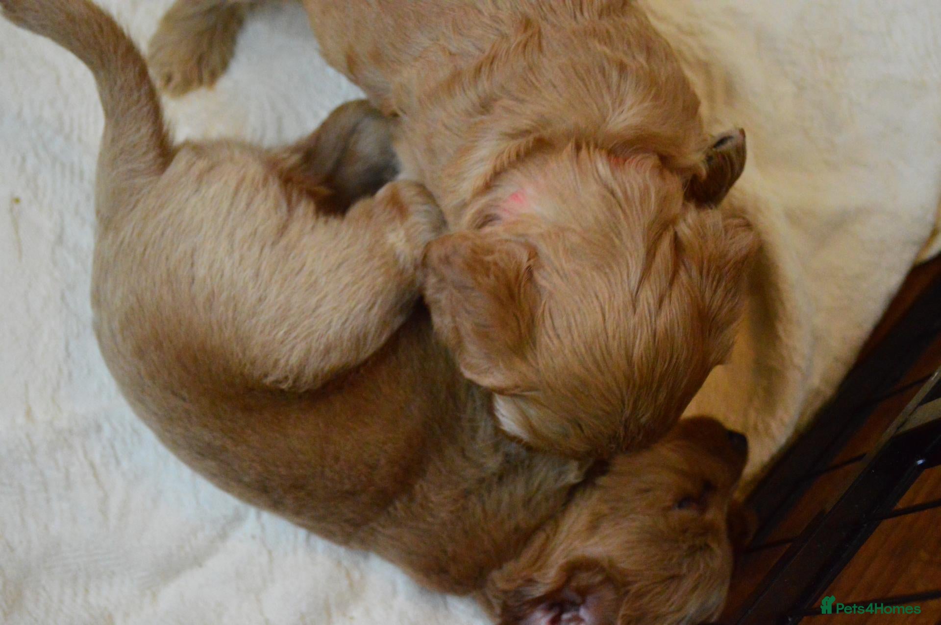 Cockapoo dogs Lovely little boys, very loving. - Advert 2