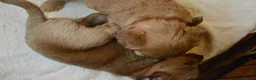 Cockapoo dogs for sale: Lovely little boys, very loving. - Advert 2