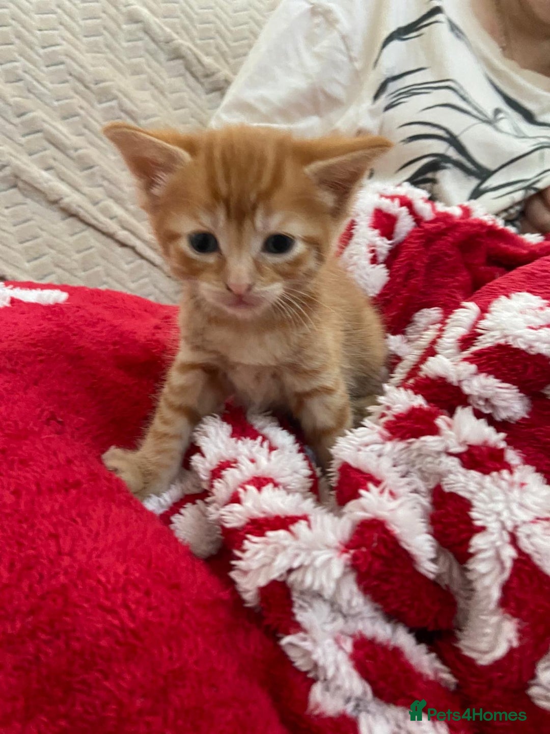 Mixed Breed cats for sale: 5 Beautiful Half-Ragdoll kittens ❤️ - Advert 15