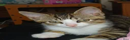 Mixed Breed cats for sale: 3 beautiful kittens - Advert 9