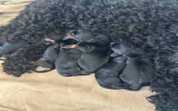 Mixed Breed dogs for sale: Doxiepoo Puppies For Sale  - Image 9