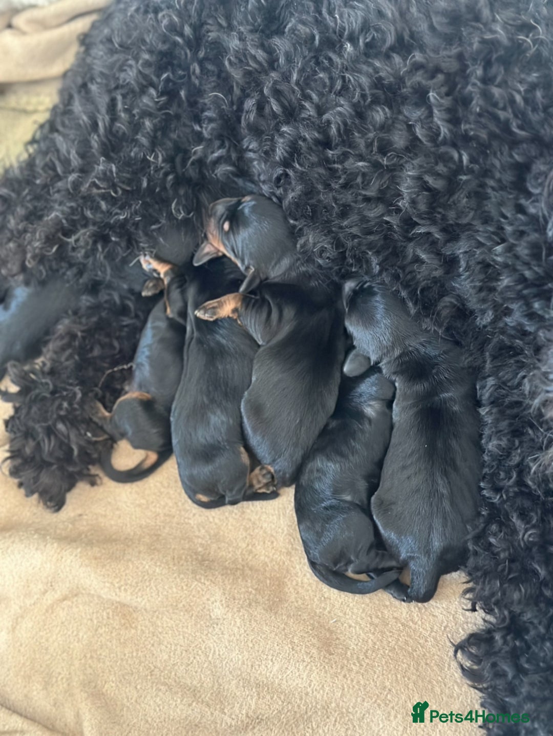 Mixed Breed dogs for sale: Doxiepoo Puppies For Sale  - Image 9