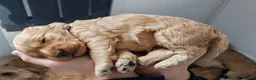 Cockapoo dogs for sale: Toy Cockapoo Puppies in Hartlepool - Advert 6