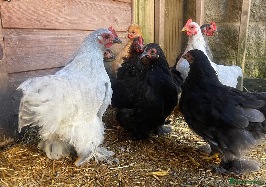 Chickens poultry for sale: Pekin Bantam Hens & Cockerels - Advert 17