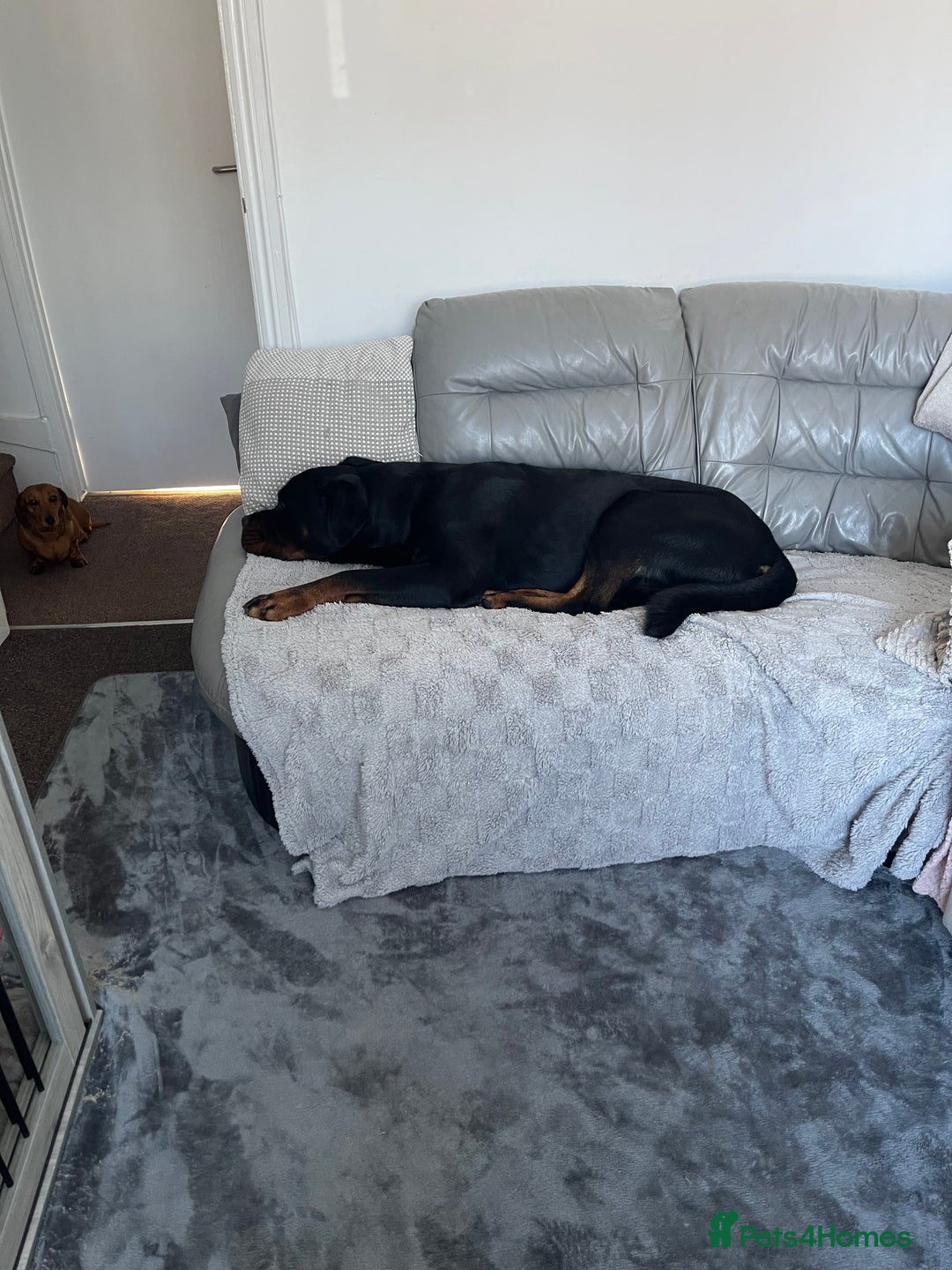 Rottweiler dogs for sale: Loveable friendly Rottweiler  - Image 2