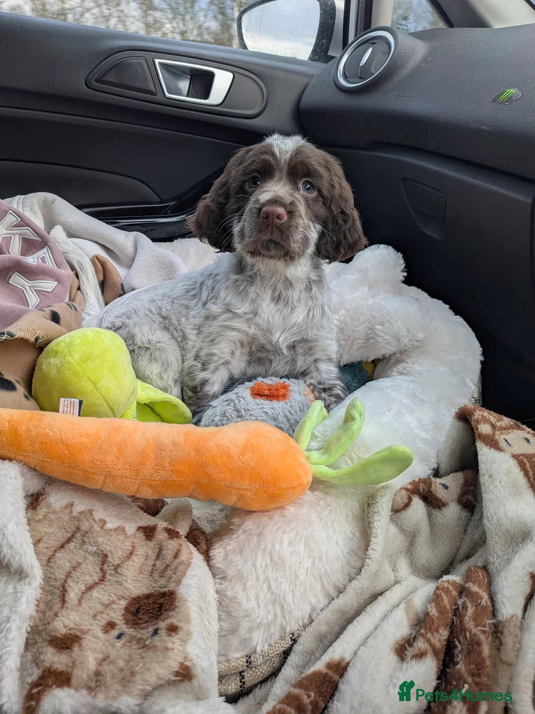 Sprocker dogs for sale: Female sprocker pup  - Advert 1