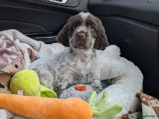 Sprocker dogs Female sprocker pup - Advert 1