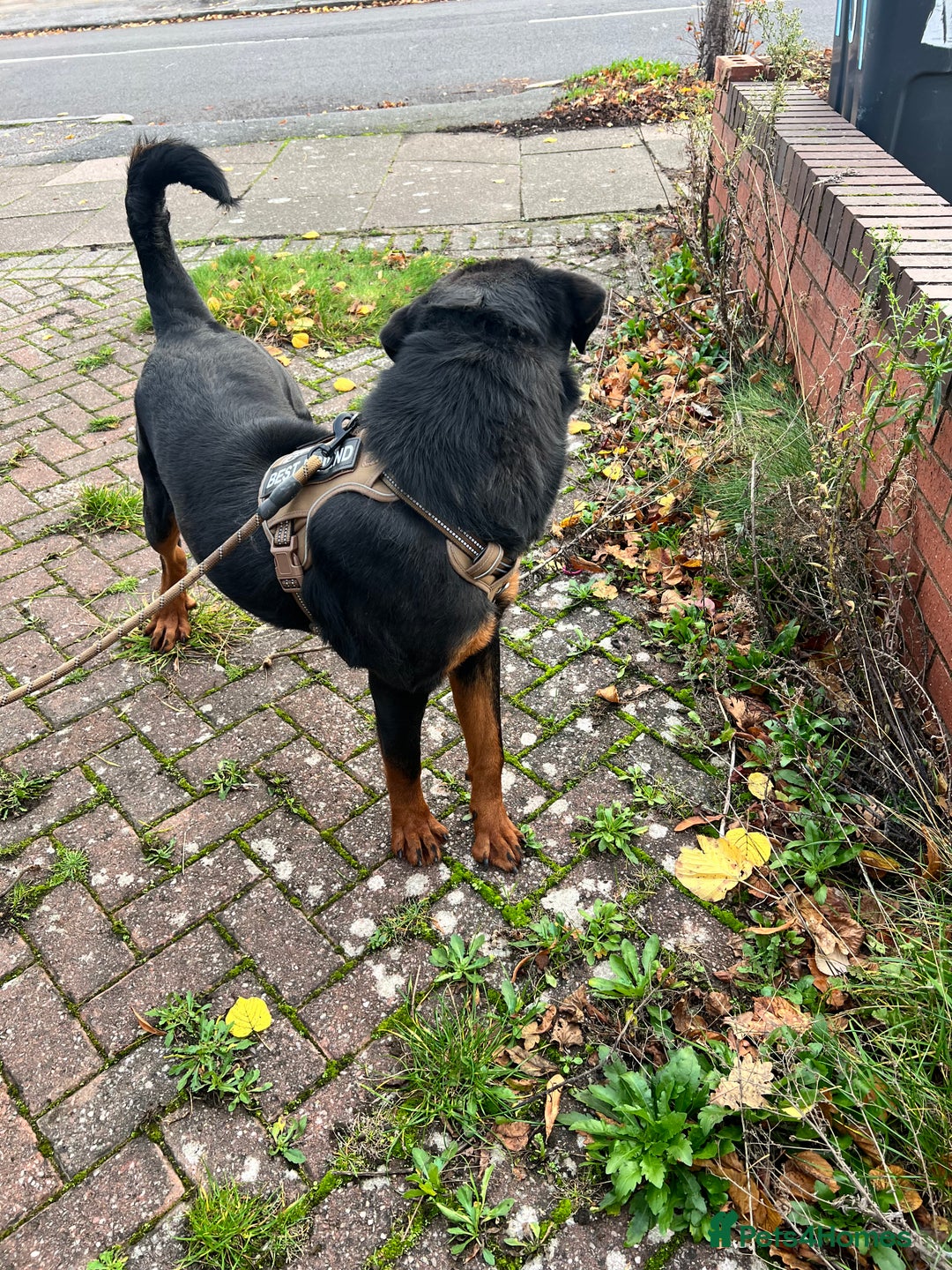 Rottweiler dogs for sale: Rottweiler Male, 7 months, Good Healthy Family Pet - Image 5
