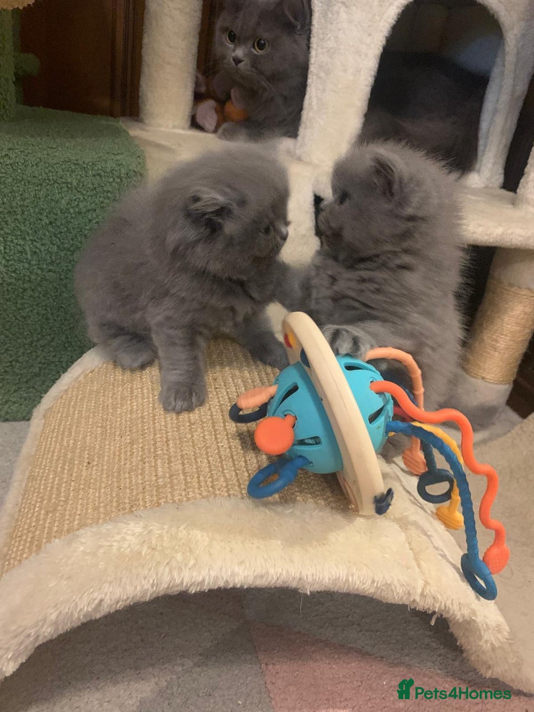 British Longhair cats for sale: British Long/Short Hair Adorable Kittens - Advert 22