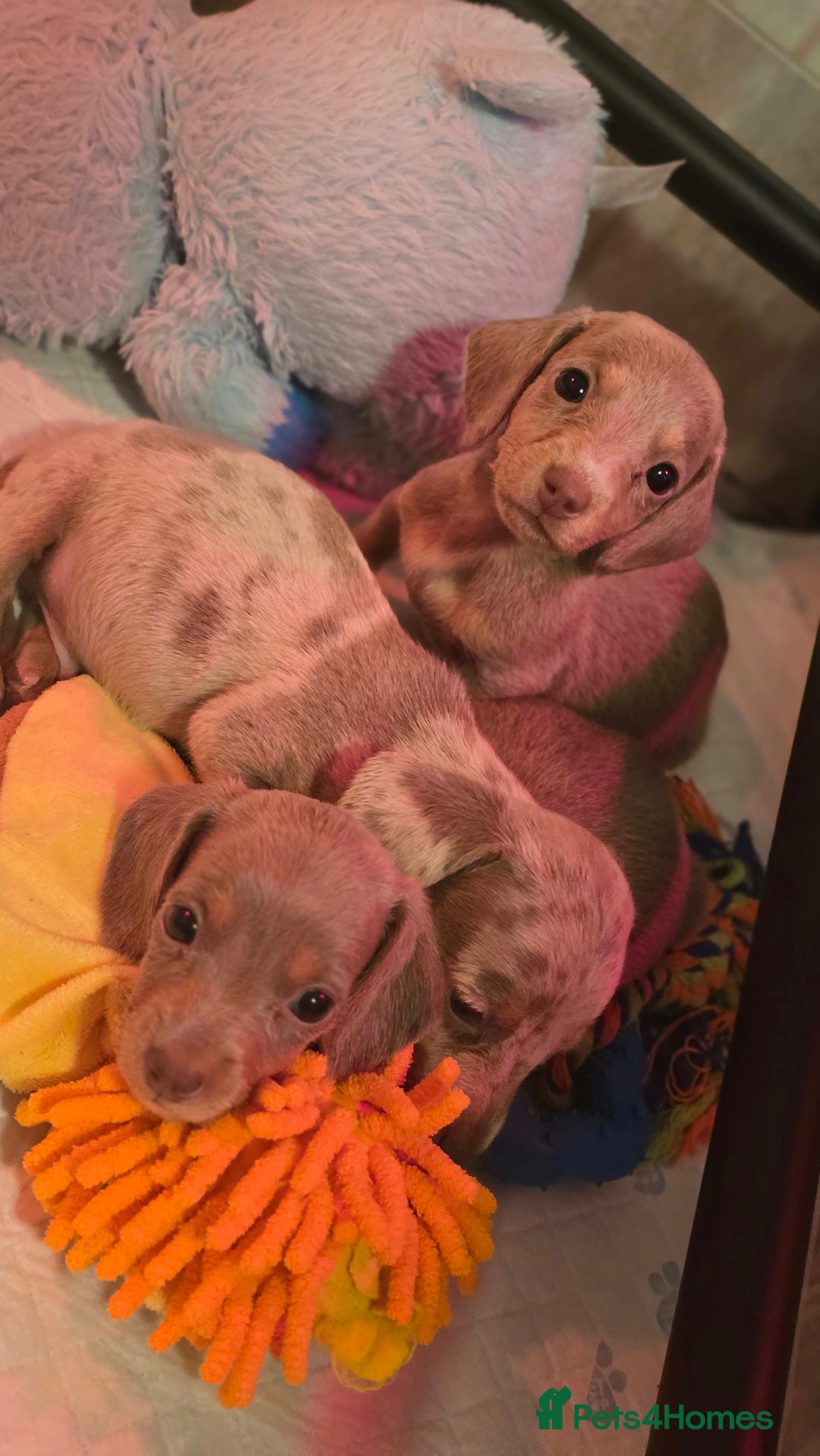 Miniature Dachshund dogs for sale: Mini dachahunds for sale  - Image 14