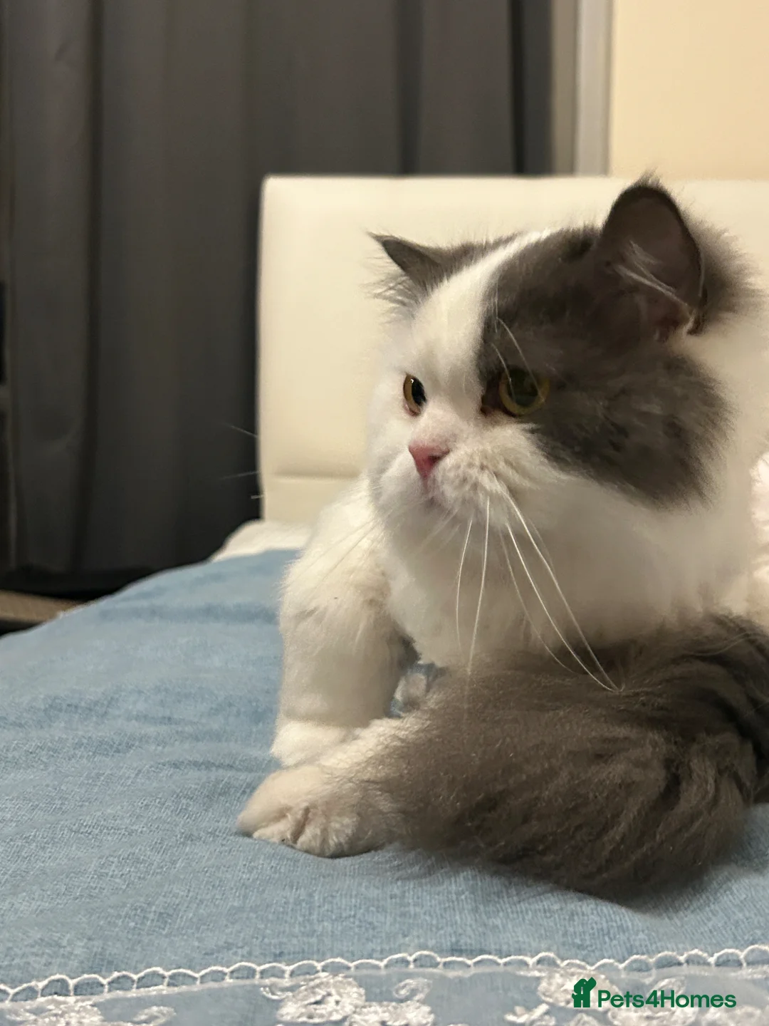 Persian cats for sale: Persian Male Cat  in London - Advert 3