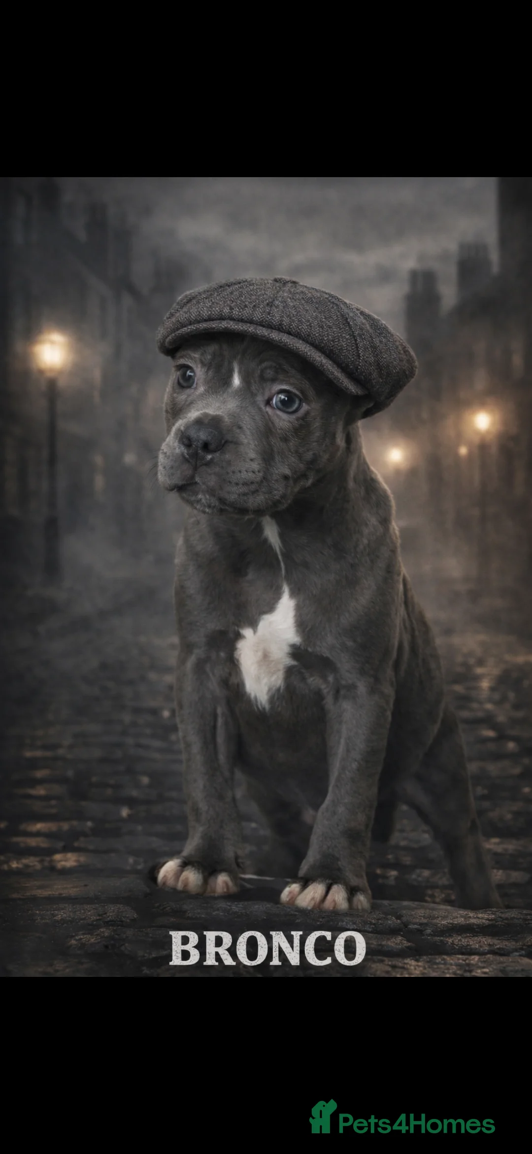 Staffordshire Bull Terrier dogs for stud: STORM FOR STUD - Advert 2