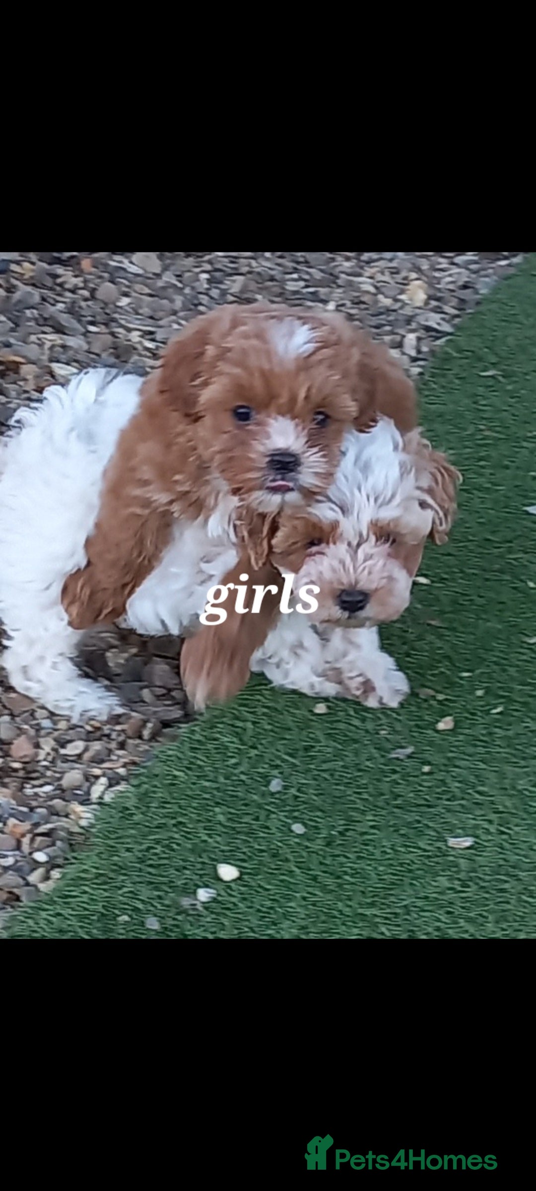 Maltipoo dogs Maltipoo puppies  - Advert 1