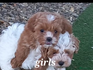 Maltipoo dogs Maltipoo puppies - Advert 11