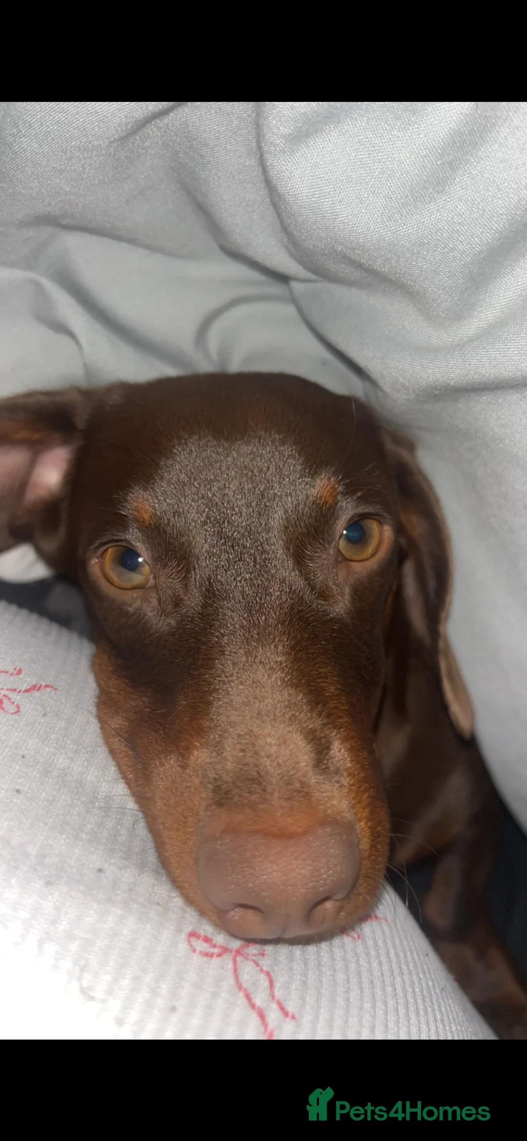 Miniature Dachshund dogs for sale: Miniature Dachshund in Dundee - Advert 2