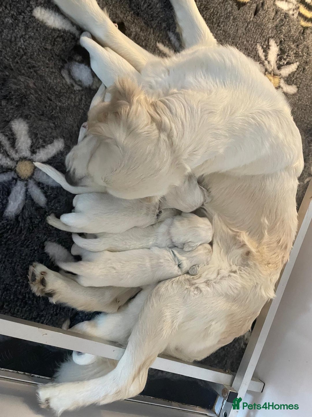 Golden Retriever dogs for sale: Golden retriever puppy’s from licensed breeder - Image 1