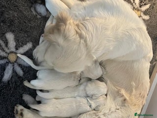 Golden Retriever dogs - Advert 8