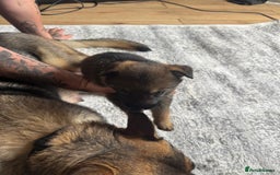 German Shepherd dogs for sale: 3 German shepherd puppies - Image 13