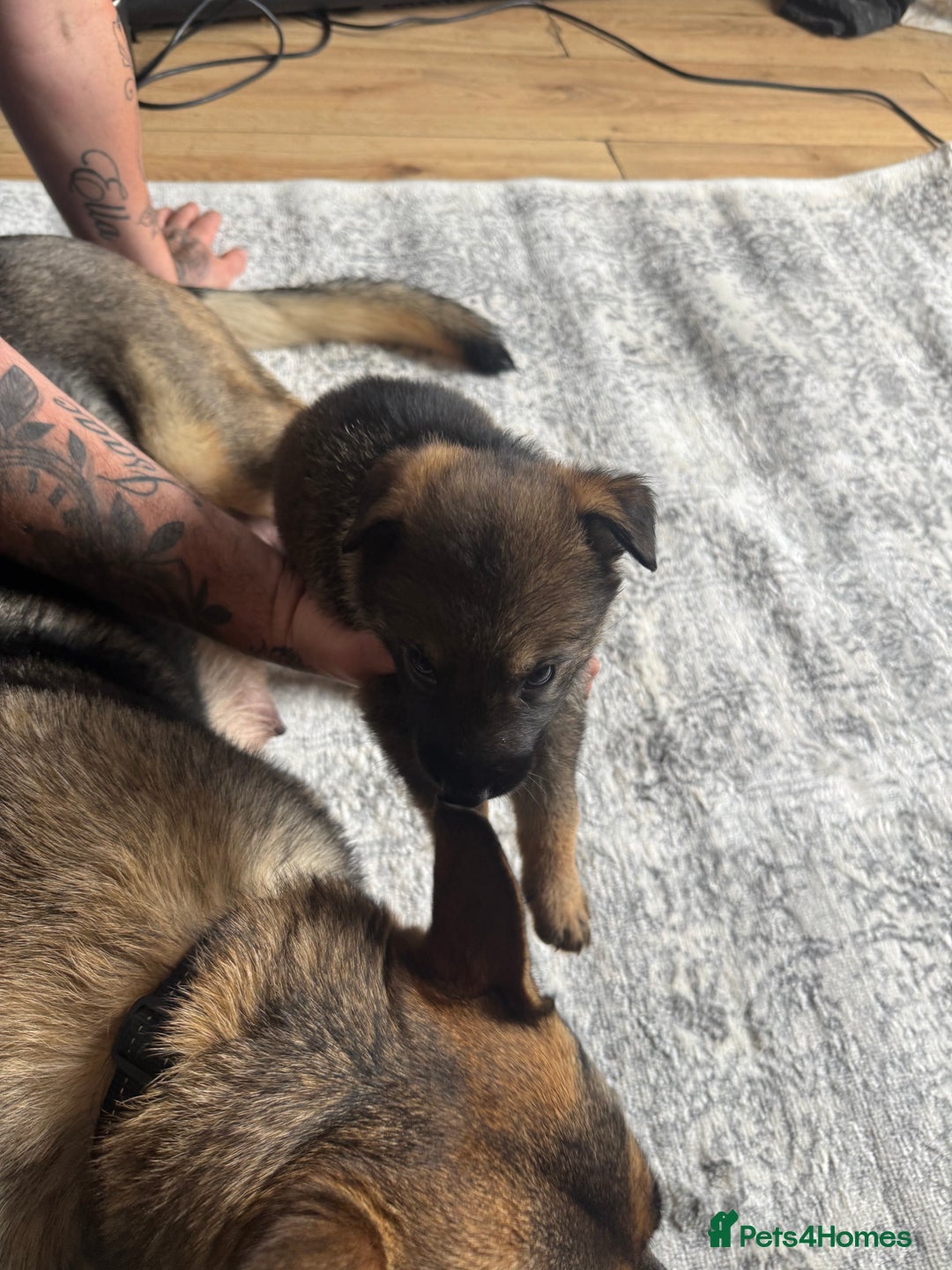German Shepherd dogs for sale: 3 German shepherd puppies - Image 13