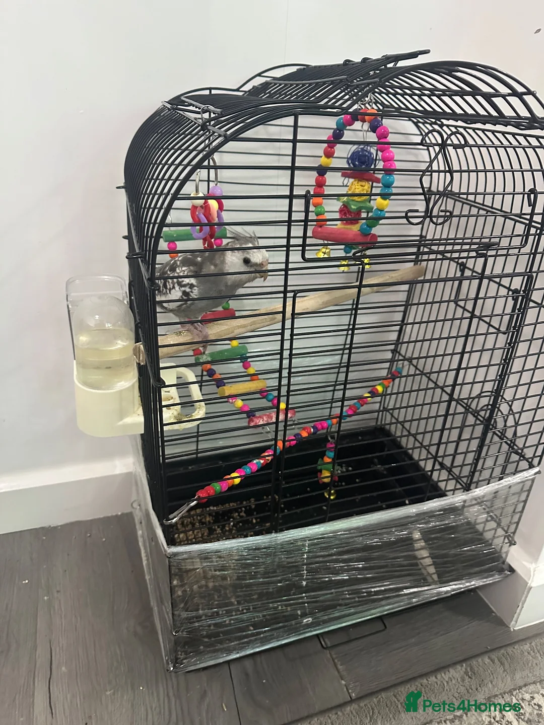 Cockatiels birds for sale: Beautiful young male cocktail - Advert 2
