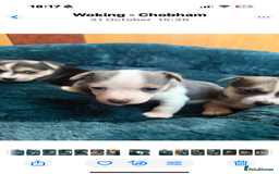 Jack Russell dogs for sale: Miniature jack Russell  - Advert 5