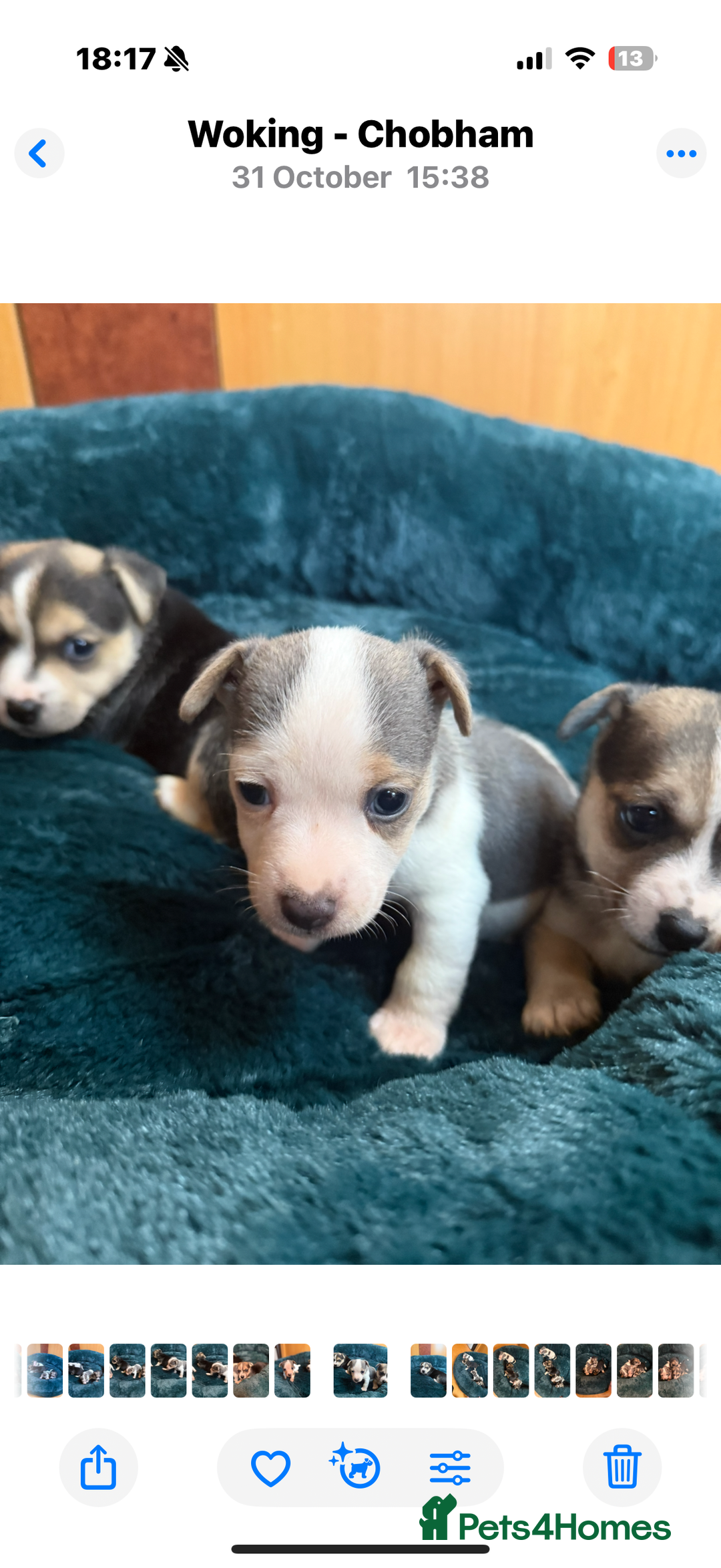 Jack Russell dogs for sale: Miniature jack Russell  - Advert 5