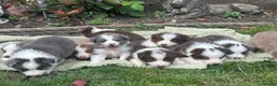 Border Collie dogs for sale: Gorgeous KC Registered Health Tested Border Collie - Advert 1