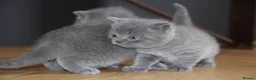 British Shorthair cats for sale: British Blue Shorthair kittens, 2 girls! - Advert 6