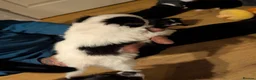 Pomchi dogs for sale: Stunning Pomchi babies - Advert 14