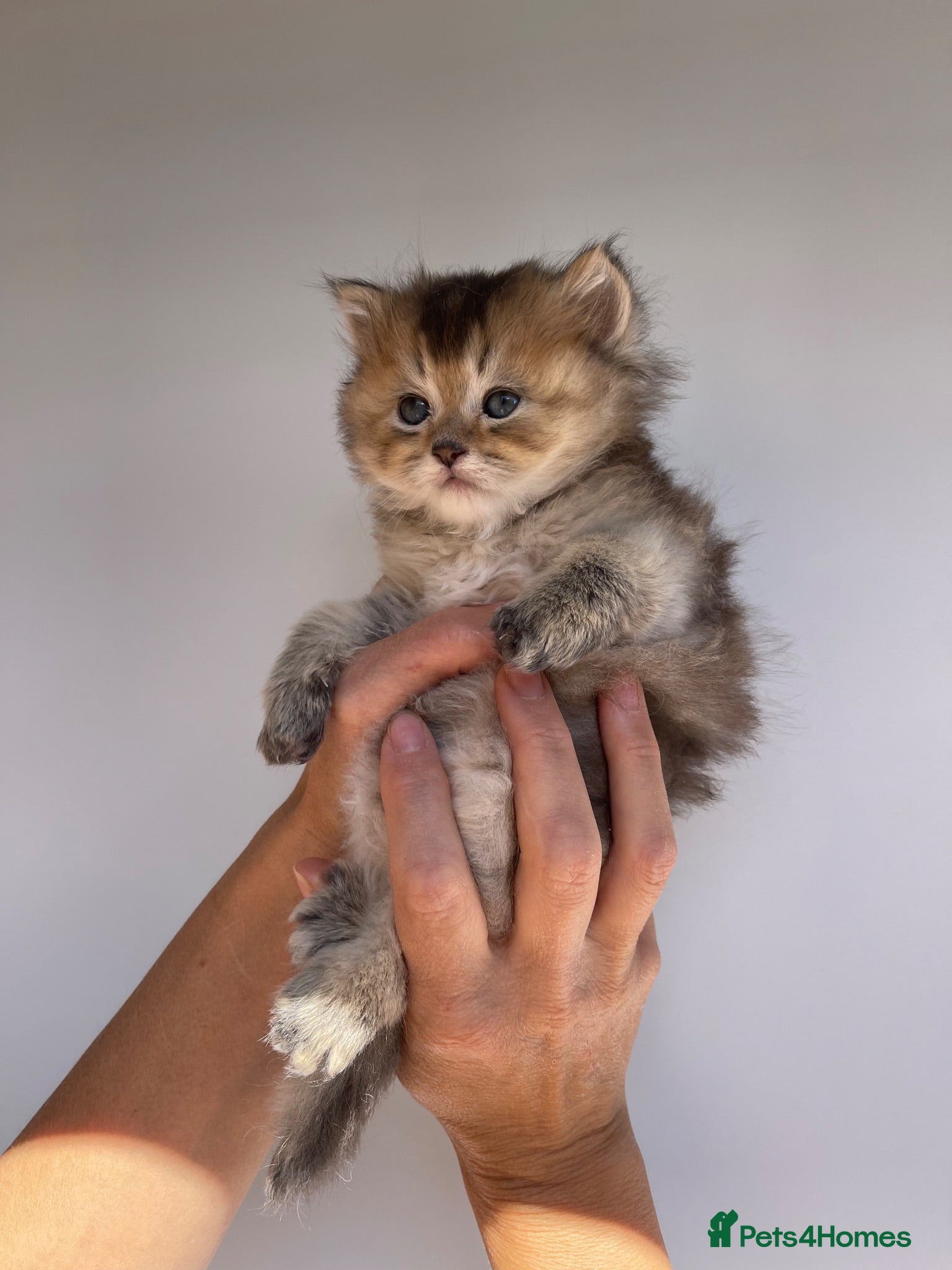 Scottish Fold cats PUREBRED SCOTTISH FOOD LONGHAIR & SHORTHAIR KITTEN - Advert 1