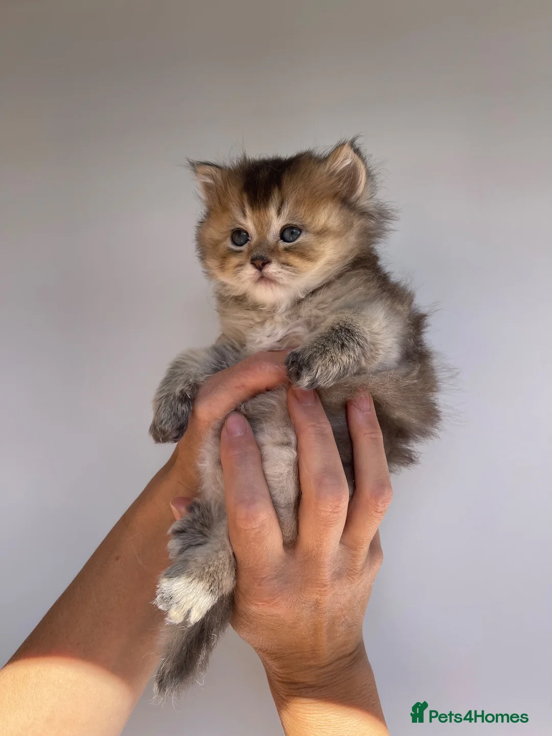 Scottish Fold cats for sale: PUREBRED SCOTTISH FOOD LONGHAIR & SHORTHAIR KITTEN - Advert 1