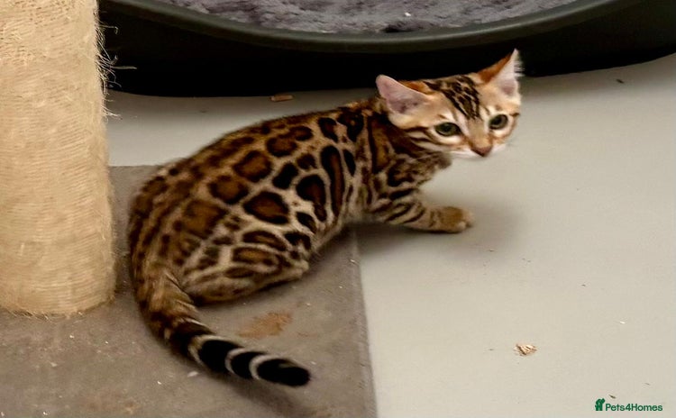 Bengal cats - Advert 15