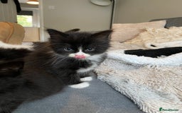 British Longhair cats for sale: 3 Gorgeous Longhaired Kittens - Image 18