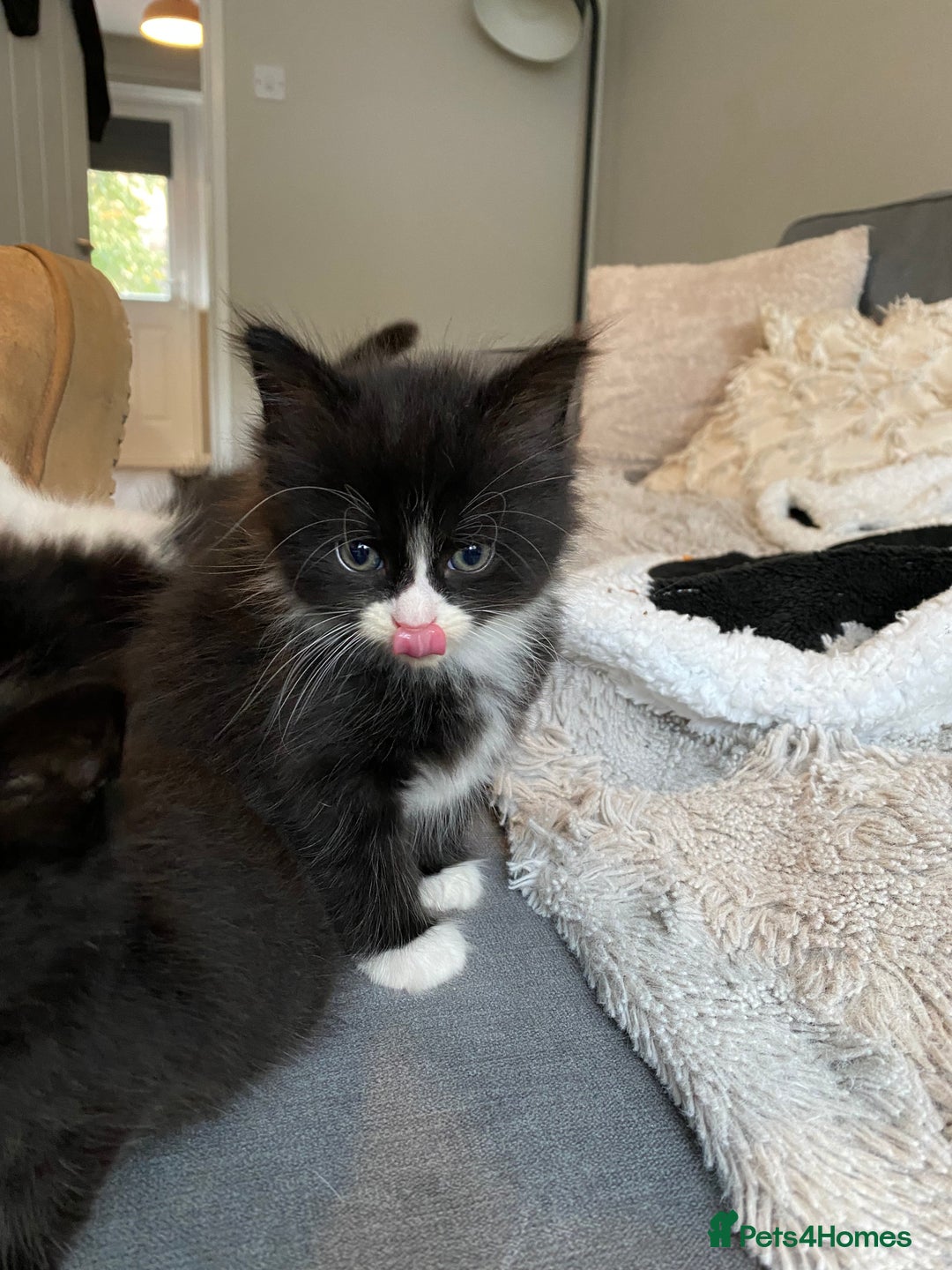 British Longhair cats for sale: 3 Gorgeous Longhaired Kittens - Image 18