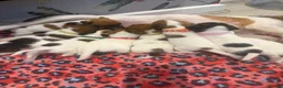 Jack Russell dogs for sale: Stunning Jack Russel pups  - Advert 27