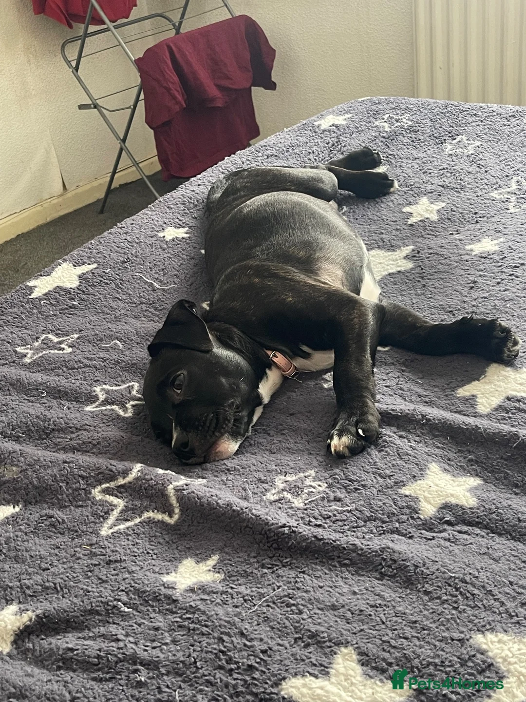 Mixed Breed dogs for sale: Staffy cross in Hartlepool - Advert 2
