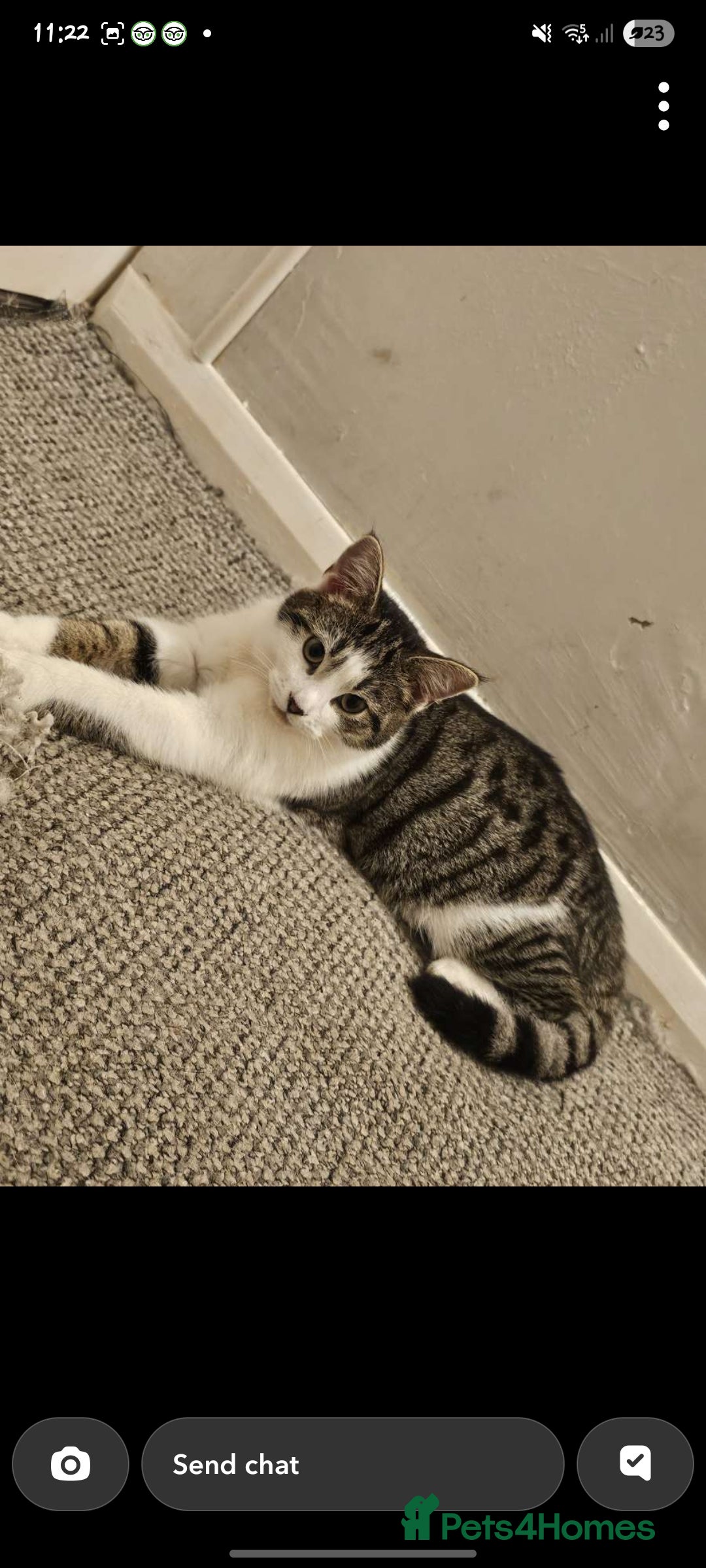 Mixed Breed cats for sale: Luna 6 months old - Advert 5