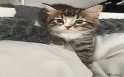 Mixed Breed cats for sale: 3 Healthy, Playful Kittens  - Image 23