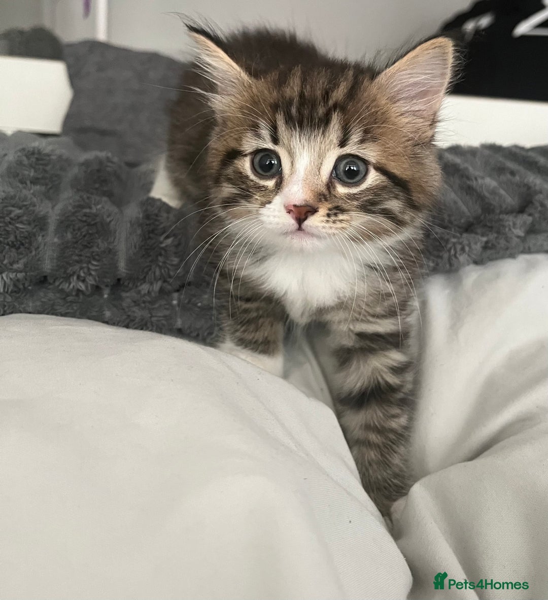 Mixed Breed cats for sale: 3 Healthy, Playful Kittens  - Image 23