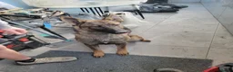 Belgian Shepherd Dog dogs for sale: Belgian malinois cross Czech Shepherd  - Advert 7