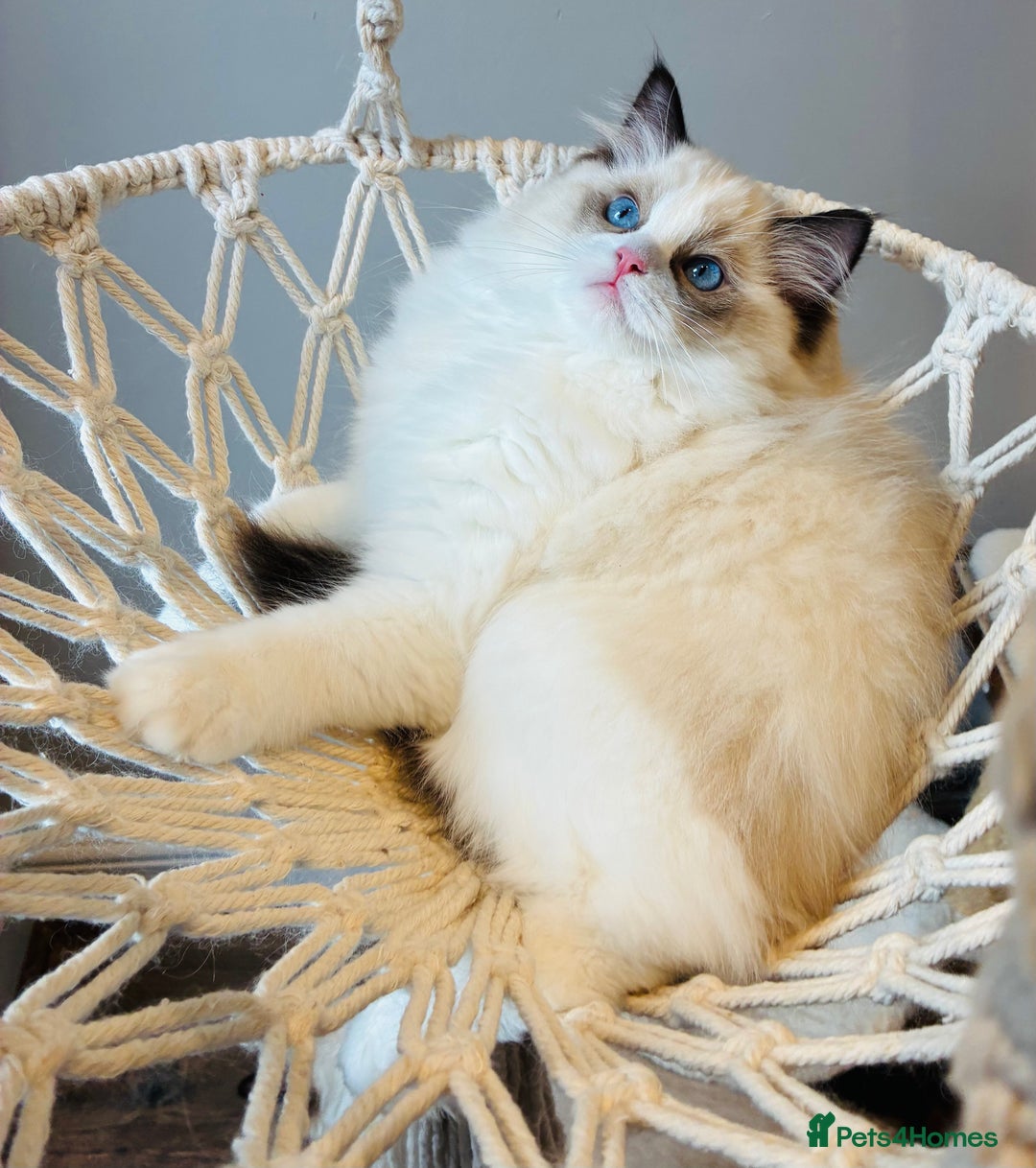Ragdoll cats for sale: Champion Lines - Ragdoll Kittens - Advert 18