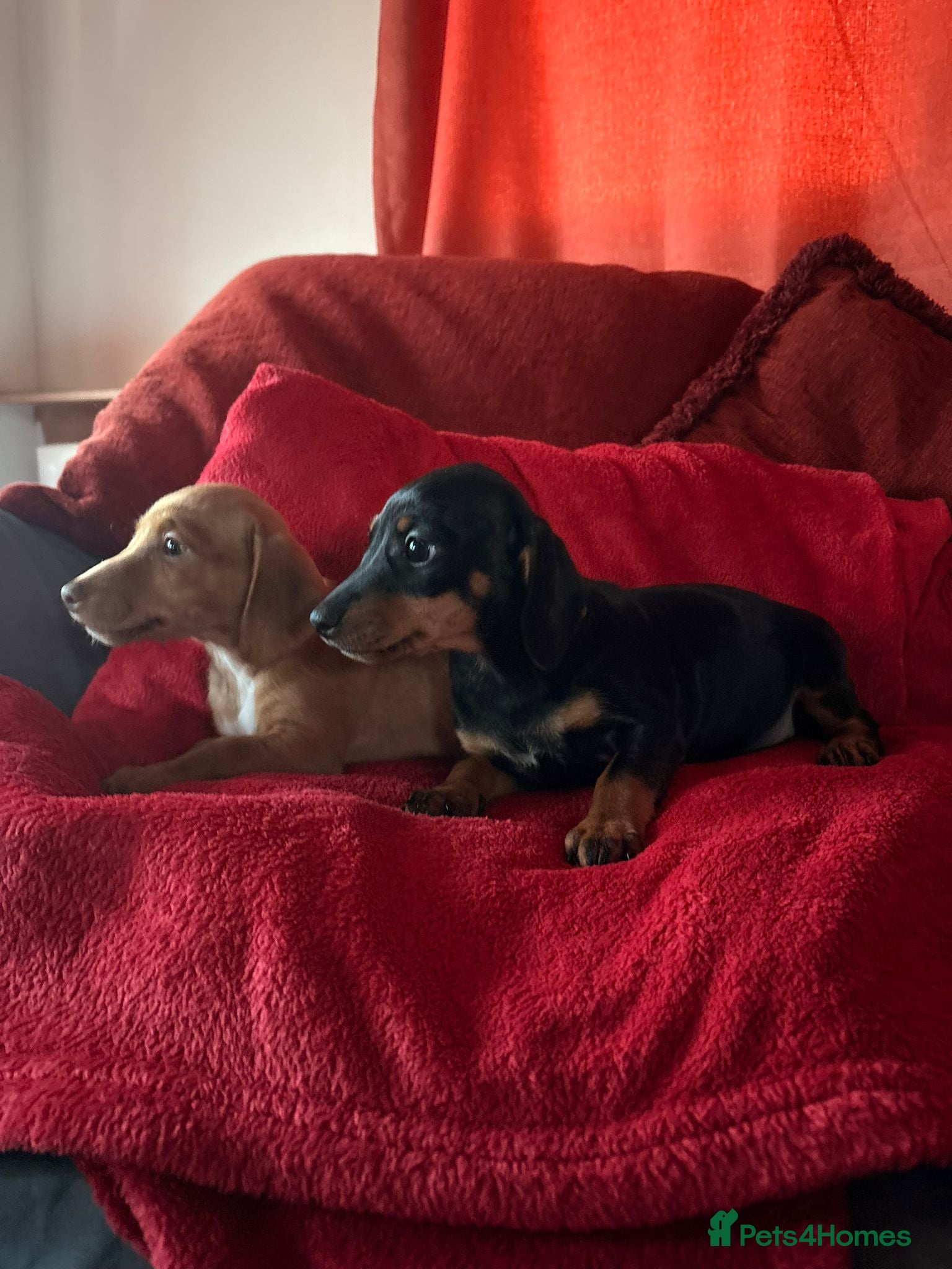 Jackshund dogs Daxijacks - Advert 1