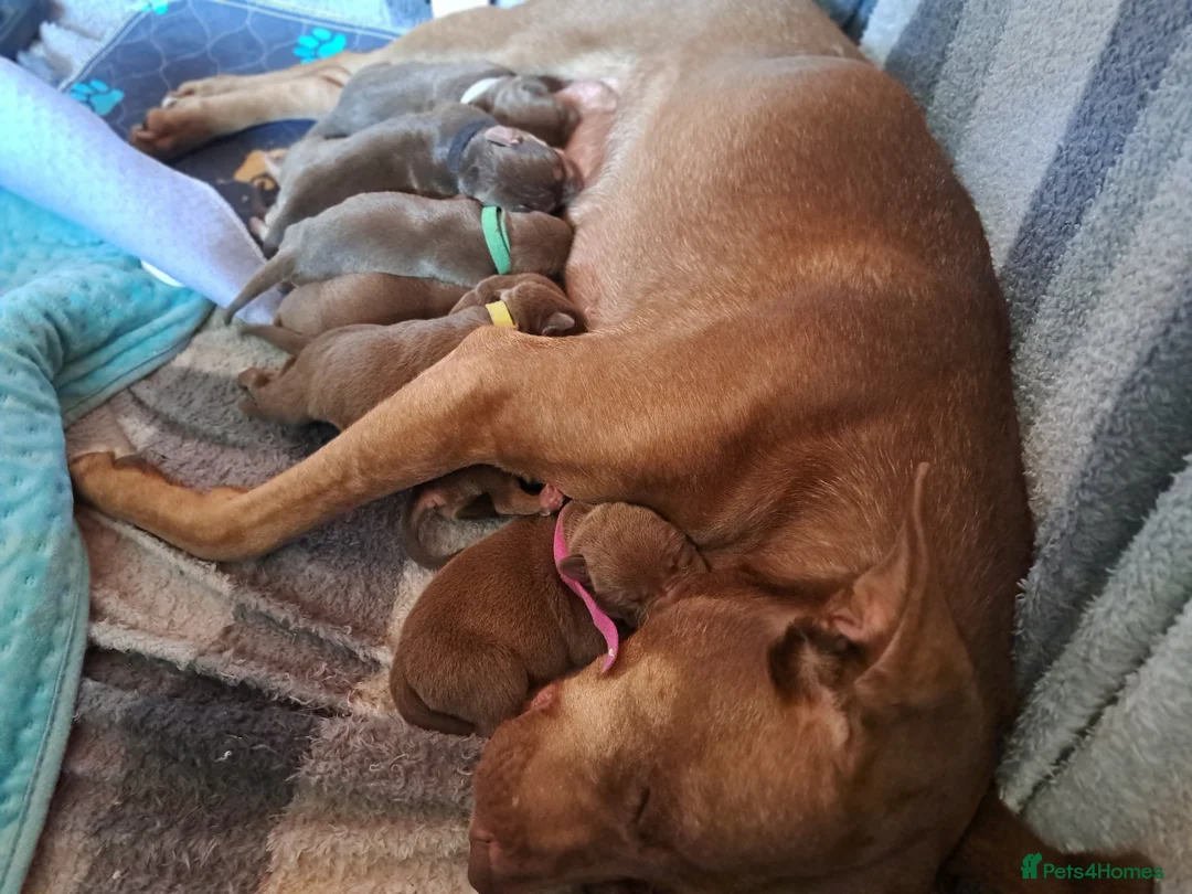 Mixed Breed dogs for sale: Staffy Cross Pups - Advert 23