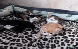 Bengal cats for sale: Beautifull kittens for sale - Image 7