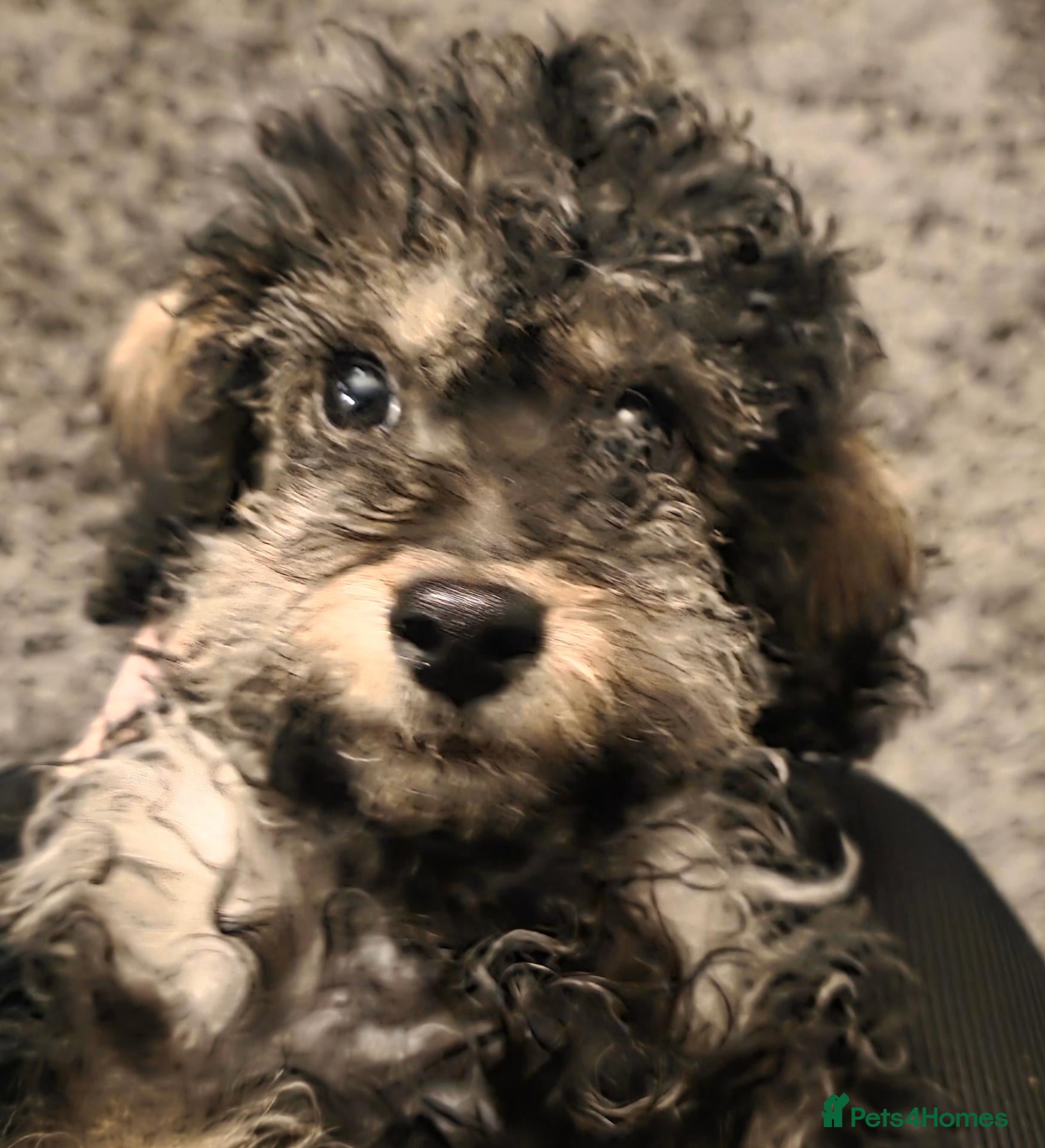 Jackapoo dogs Toy poodle 3/4 puppies  - Advert 6