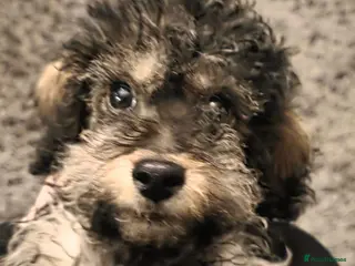 Jackapoo dogs Toy poodle 3/4 puppies - Advert 6