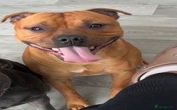Staffordshire Bull Terrier dogs for sale: Floyd & Sky - Image 3